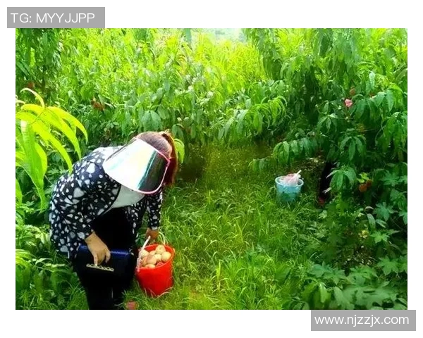 果园采摘乐趣无限，畅游自然田园体验丰收的喜悦与美好时光